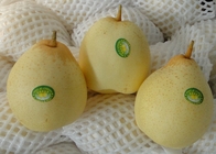 Las peras frescas jugosas dulces de Ya del chino dan fruto pera deliciosa de la corona