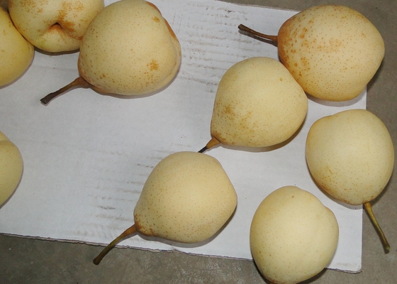 Peras de Ya del chino de la granja