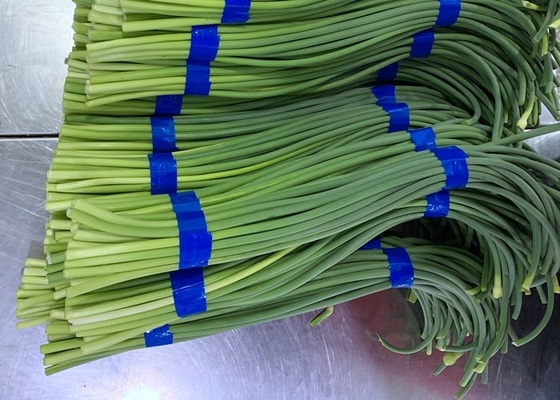 Perno fresco del ajo de HACCP