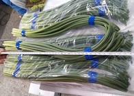Verde chino de los brotes del ajo de HACCP los 45cm
