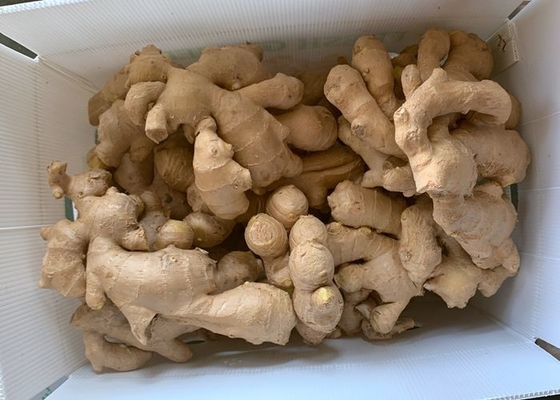 jengibre secado aire 300g amarillo