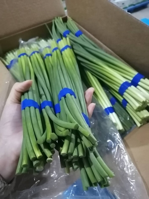Perno fresco del ajo de HACCP