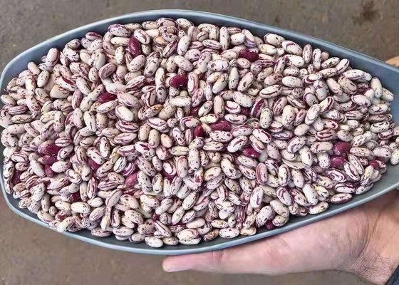 La luz moteó el riñón secado Bean To Yemen secó a Pinto Beans