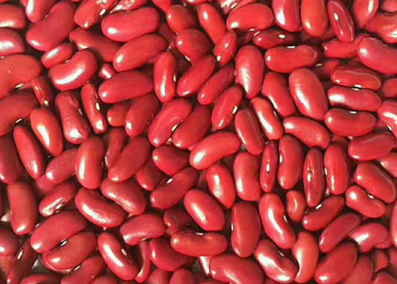 Frijoles rojos exportados a Yemen